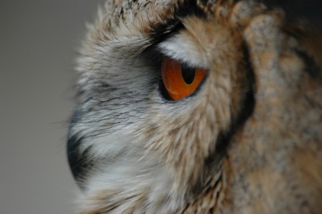 Rosmarie Neumann - Owl